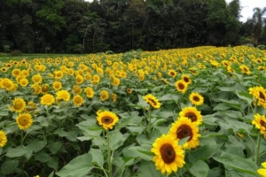 Parque dos Hemerocallis lança nova marca em evento comemorativo